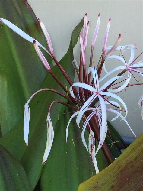 Crinum × Amabile Giant Spider Lily