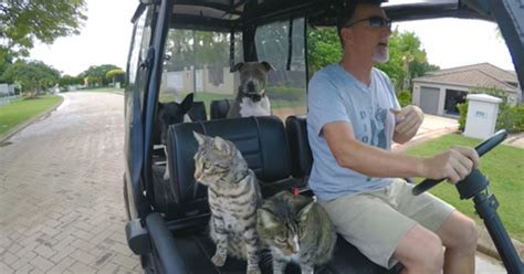 Cat Hops Into Golf Cart For A Ride Once The Music Starts I Couldnt