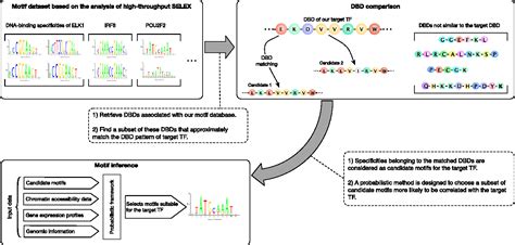 Figure 1 From Predicting Transcription Factor Binding Motifs From Dna