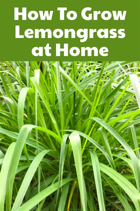 How To Grow And Care For Lemon Grass Plants Artofit