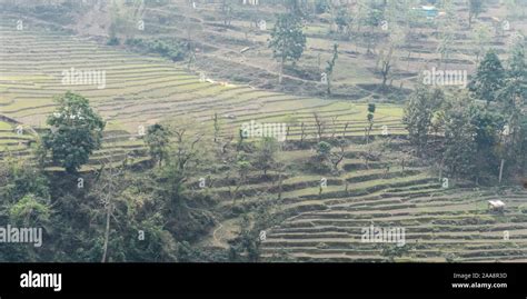 Terrace Cultivation In Plains Of Uttaranchal India Asia Terrace