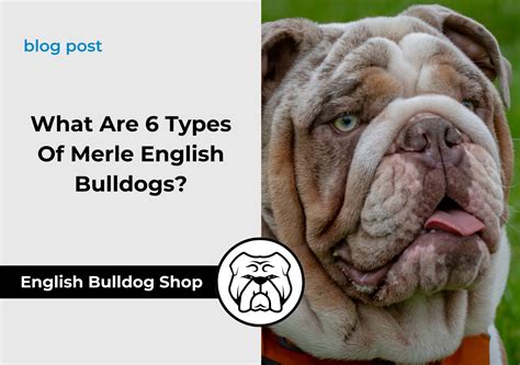 How To Make A Merle English Bulldog