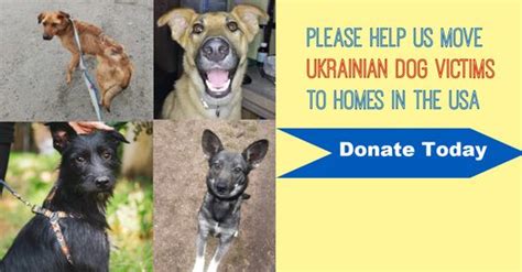 Urgent Appeal Help Us Bring 5 Dogs To Their Forever Homes Transform