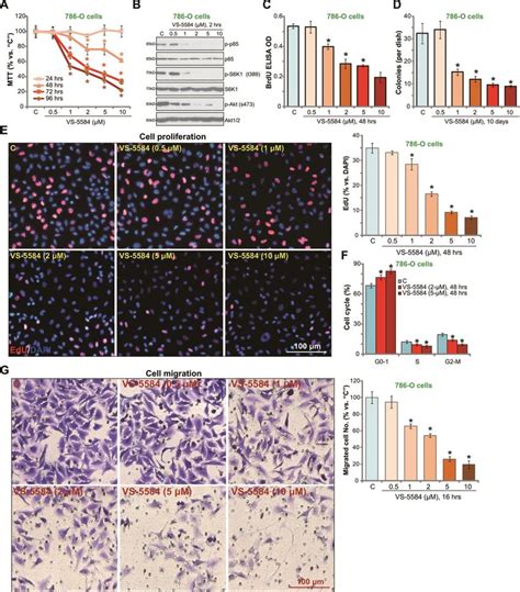 Vs 5584 Inhibits Survival Proliferation Cell Cycle Progression And