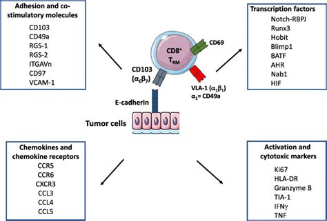 Resident Memory T Cells Critical Components In Tumor Immunology Journal For Immunotherapy Of