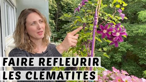 CULTURE ET ENTRETIEN DE LA CLÉMATITE EN POT FAIRE REFLEURIR UNE