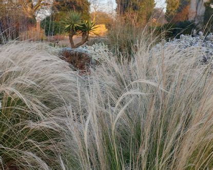 How To Trim Ornamental Grasses When And How To Prune Them Gardeningetc