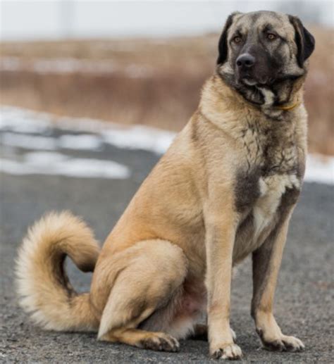 Anatolian Shepherd Dog Breed Information, Images, Characteristics, Health