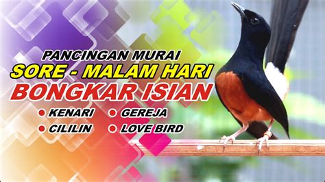 Live Pancingan Sore Malam Hari Bisa Buat Murai Batu