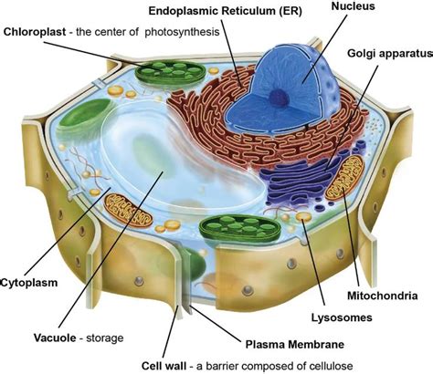 Lesson Onion Dissection Look At The Plant Cells Rs Science