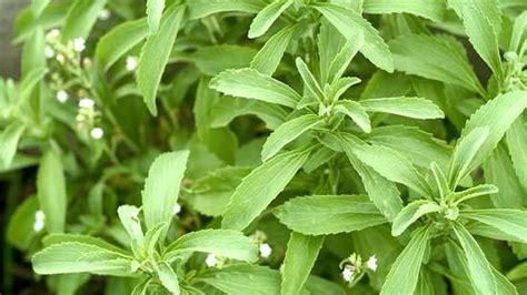 Stevia Propiedades Y Mitos De La Planta Sin Calor As Que Sustituye Al