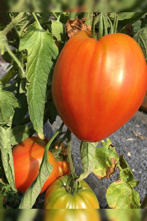 großes Tomaten Set 12 BIO Tomatensorten samenfest