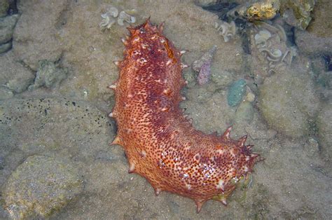 Los Excrementos Del Pepino De Mar Clave Para Salvar Los Arrecifes De