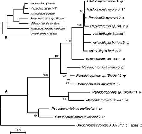 A Neighbor Joining Phylogeny Bp Tamuranei Distance Of