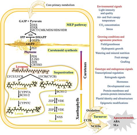 Schematic Carotenoid Metabolic Pathway And Main Factors Affecting