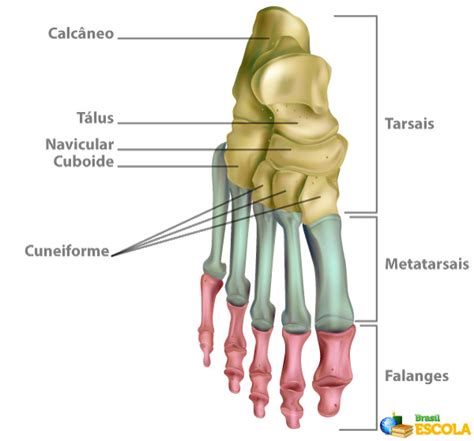 Resumo Sobre Anatomia Dos Ossos Do P Completo Off