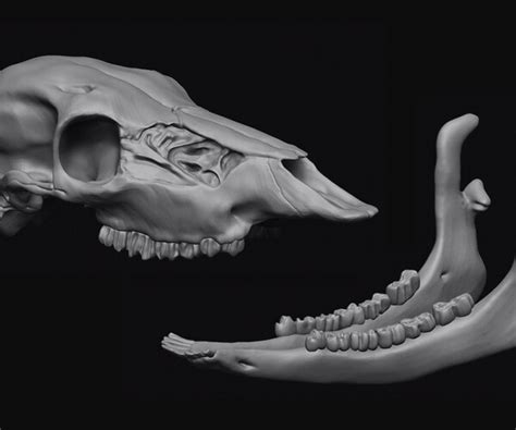 Artstation Deer Skull 3d Model Resources