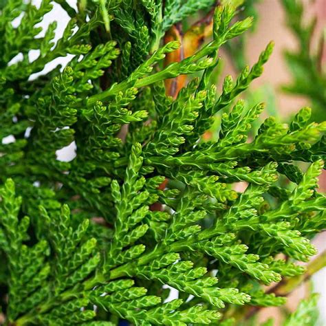 Thuja Plicata Atrovirens Big Heart Tree Care