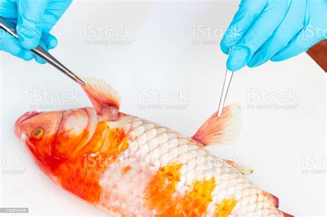 Hand Holding Forceps Investigate Dead Koi Fish Diseases Infected Stock