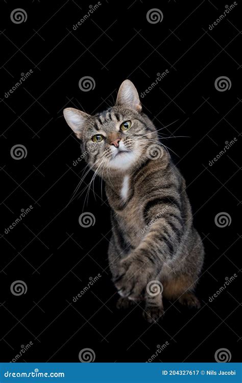 Лапка кота Tabby поднятия на черном фоне Стоковое Изображение ...