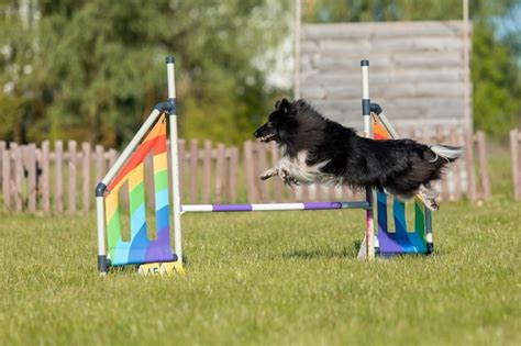 Premium Photo Dog Jumps Over A Hurdle Of An Agility Course Agility