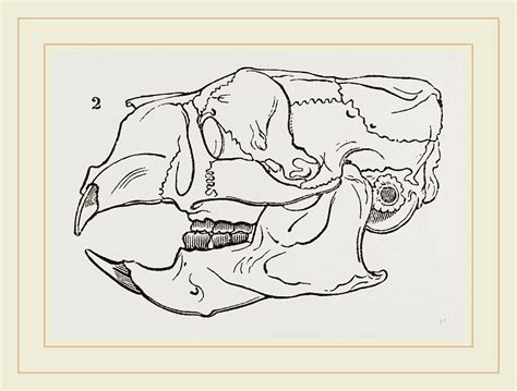 Skull Of Common Porcupine Drawing by Litz Collection - Fine Art America