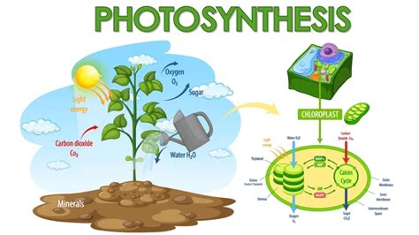 Chemosynthesis Deep Ocean Education Project 53 Off