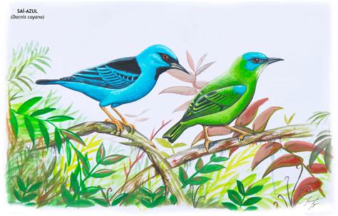 Fine Art Ornitologia e Arte Saí azul Dacnis cayana LOOK Birdwatching