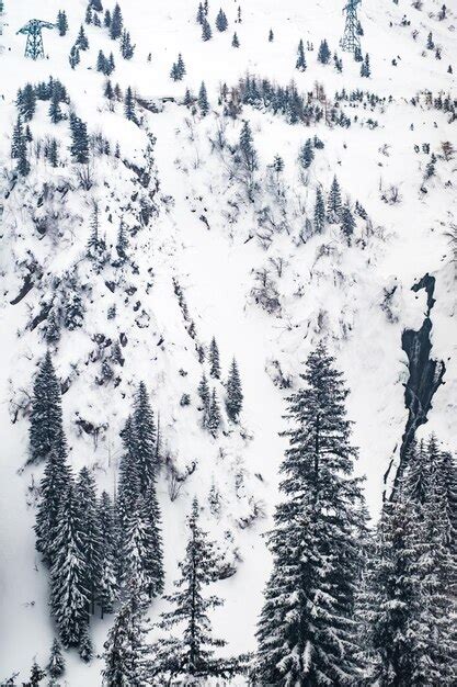 Pinos Cubiertos De Nieve En El Bosque Durante El Invierno Foto Premium