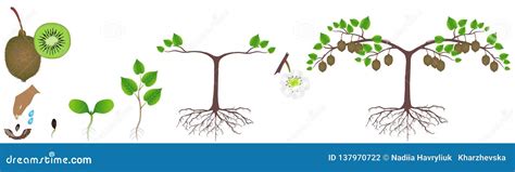 Cycle Of Growth Of A Kiwi Plant On A White Background. Vector ...