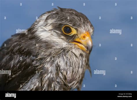 Portrait Of Amur Falcon Falco Amurensis On Blue Water Background