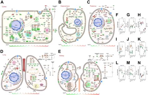 Proteomic And Phosphoproteomic Characteristics Of The Cortex