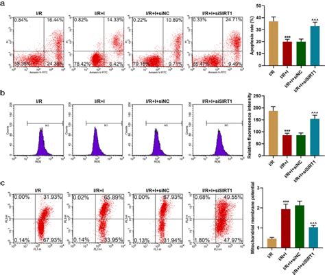 Silencing Sirt Reversed The Effects Of Downregulation Of Mir P On