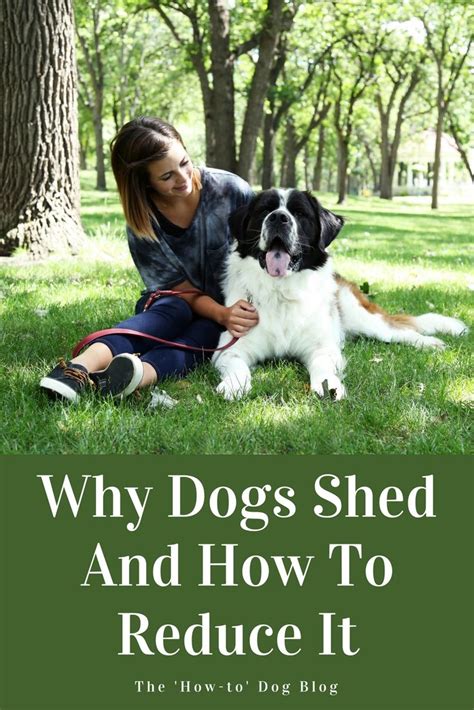 Somuchdoghair Why Dogs Shed And How To Reduce It The How To