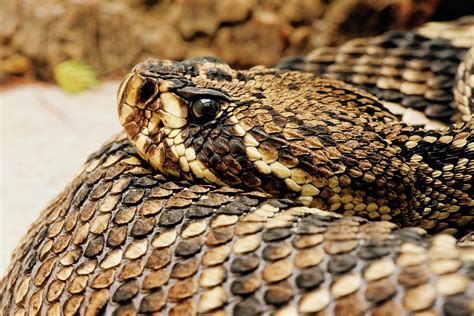 Eastern Diamondback Rattlesnake Photograph By Adam Jones Pixels