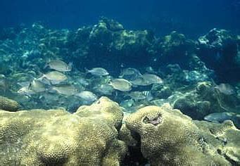 Parque Nacional De Abrolhos Um Santu Rio Amea Ado Ecodom