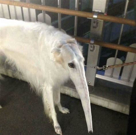 Snooot Borzoi Long Nose Dog Know Your Meme