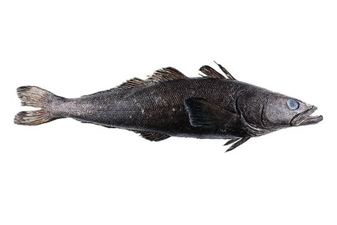 Antarctic Toothfish