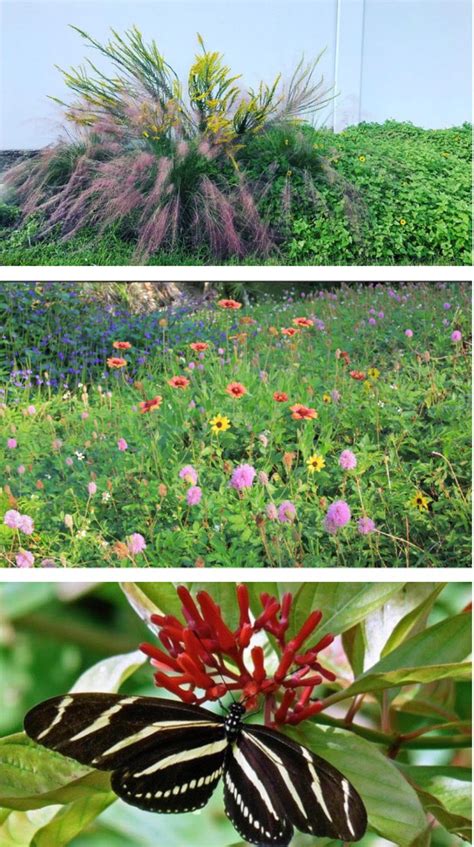 Plant For Pollinators — Florida Native Plants Nursery And Landscaping