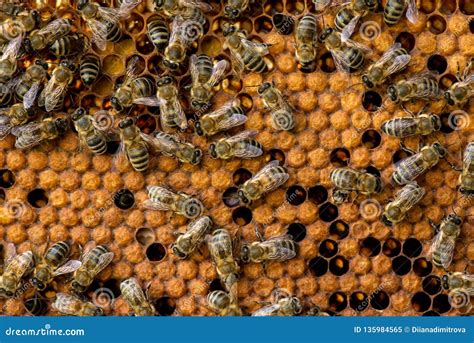 Closeup Of Bees On Honeycomb In Apiary Stock Image Image Of Honeycomb Hexagonal 135984565