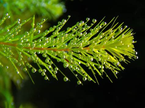 Hydrophytes Indoor And Outdoor Water Garden Plants Dengarden