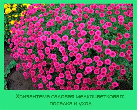 Хризантема садовая мелкоцветковая: посадка и уход