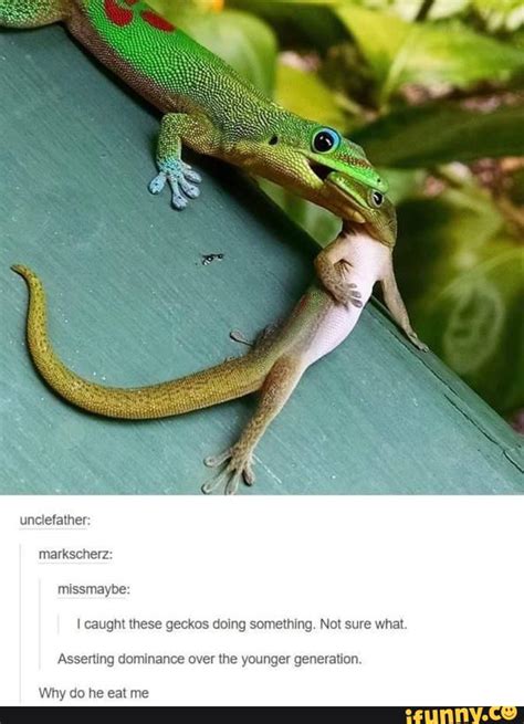 Geico gecko Memes