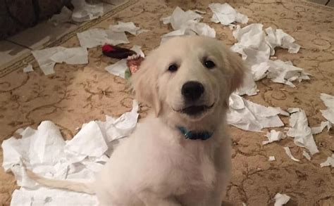 Eight Reasons Your Puppy Is Behaving Like Such A Little Monster Barkpost