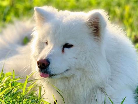 Samoyed Dog Obedience Training 1-2-1 Home Visits in North Yorkshire