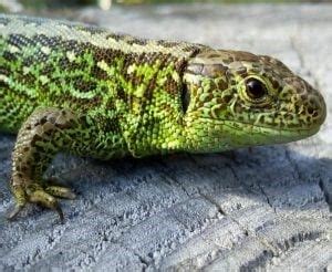 Determining Sex And Testing DNA Of Lizards Reptiles Cove