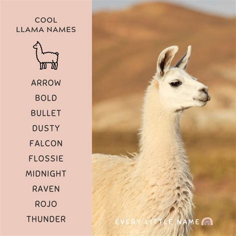 220+ Best Llama Names (Adorable, Funny, and Cool) - Every Little Name