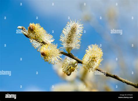 Pussy Willow Branches And Blue Sky Stock Photo Alamy