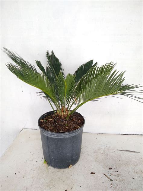 Buy Cycas Revoluta King Sago Palm Cycad Free Shipping Over 100