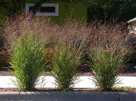 Assorted Perennial Grasses Winter Hardy Grasses The Flower Spot